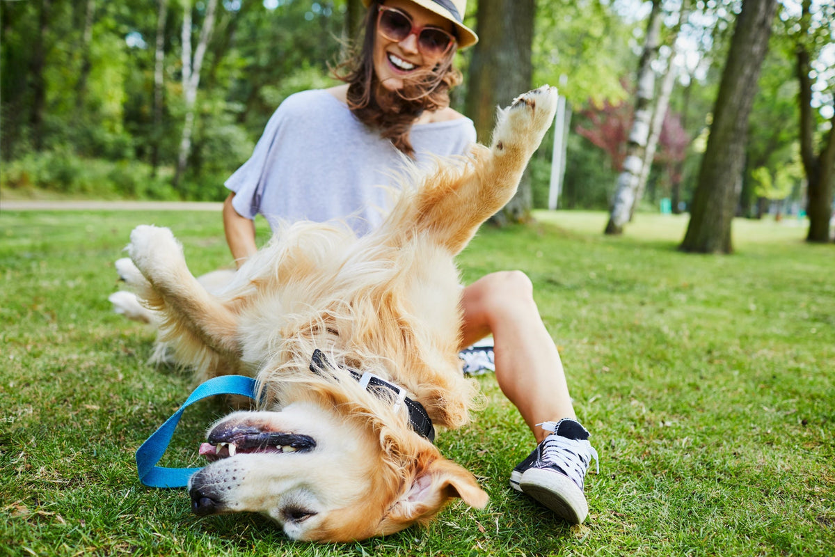 Gut Health in Dogs