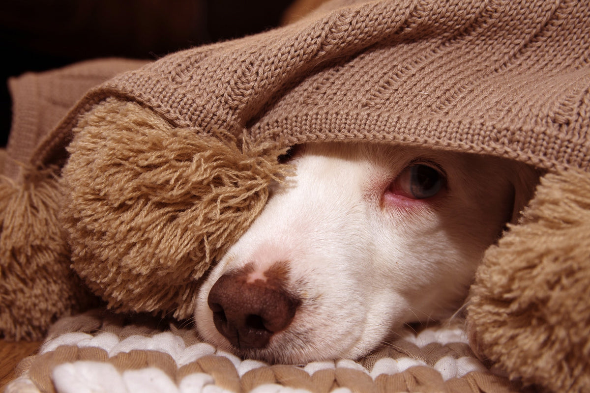 Had a Ruff Day?