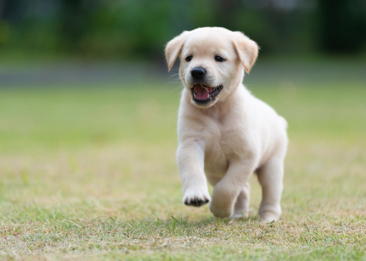 So, you have a puppy! Now what?