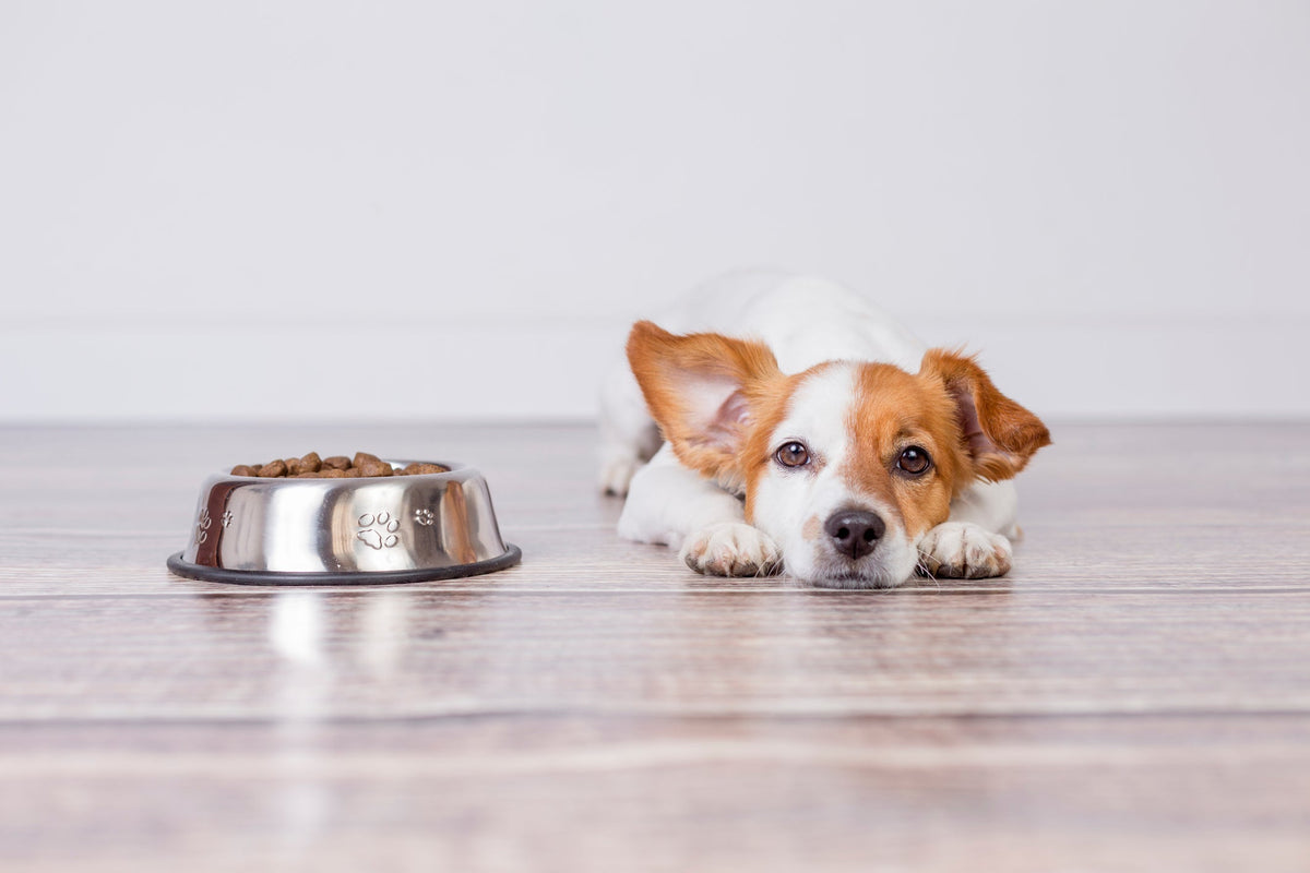 Dog Food and Allergies