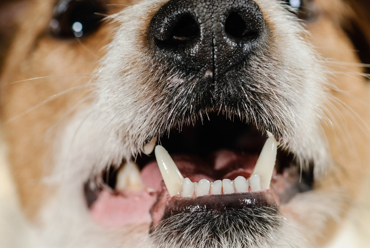 Oral Hygiene aka Good Teeth, Sweet Breath