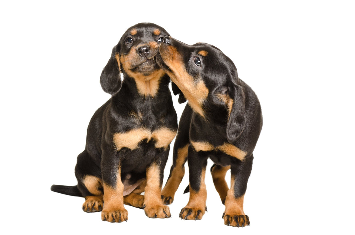 “Say hello”: The Truth about Socialisation
