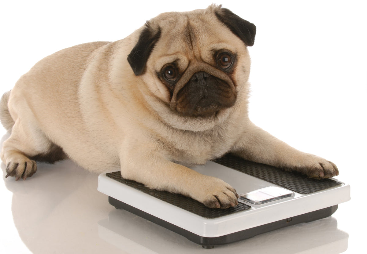 Obesity in Dogs