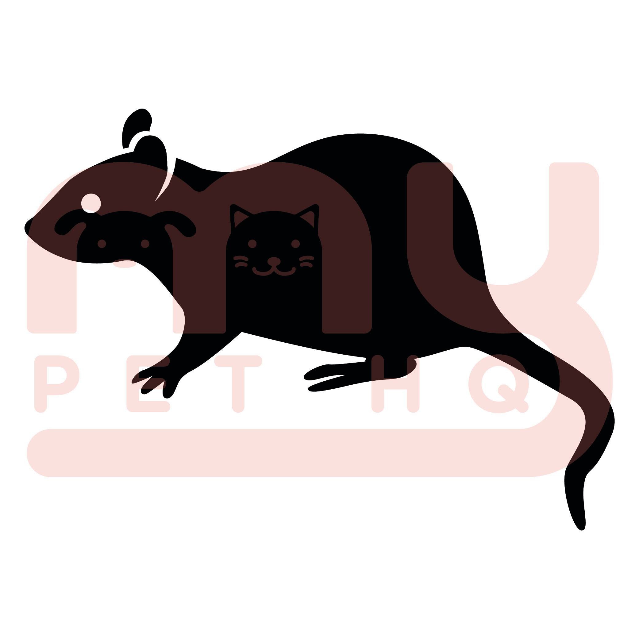 Kiezebrink Frozen Rat Regular 5 Pack