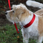 Ancol Viva Padded Collar Red 45-54cm