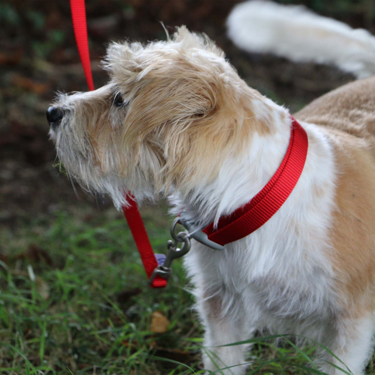 Ancol Viva Padded Collar Red 50-59cm