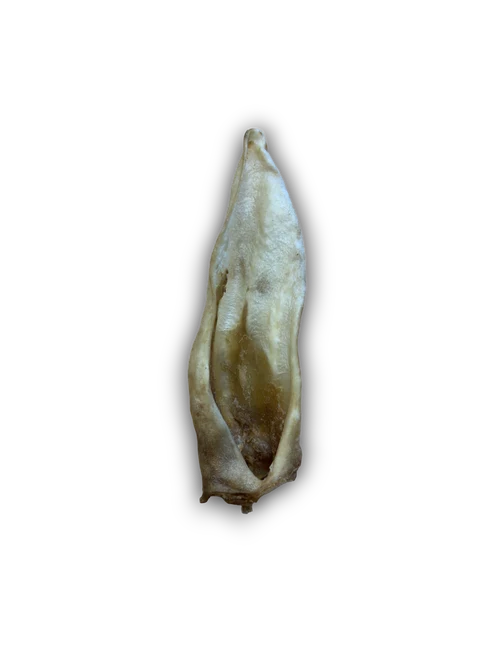 Anco Hairy Goat Ear