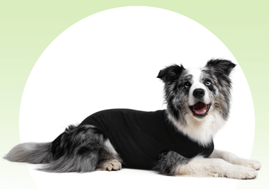 Dog First Aid & Recovery