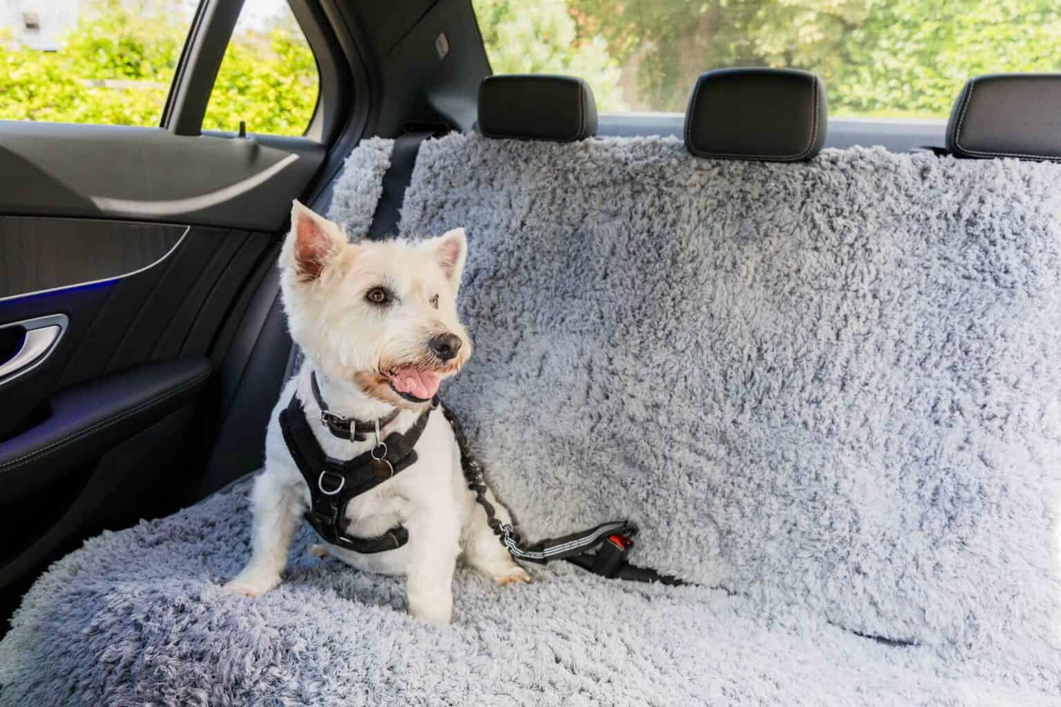 Pet Rebellion Comfy Car Cover Grey