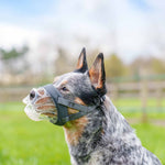 Company of Animals Baskerville Invisa Muzzle Size 3