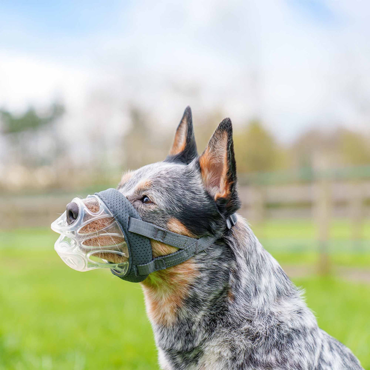 Company of Animals Baskerville Invisa Muzzle Size 3