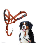 Company of Animals Halti Headcollar Orange 4