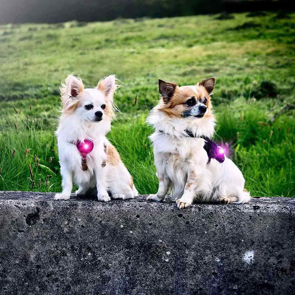 Orbiloc Dog Safety Light