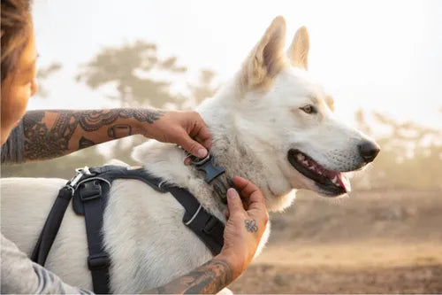 Ruffwear Front Range Collar