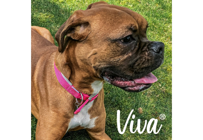 Ancol Viva Padded Collar Pink 55-63cm